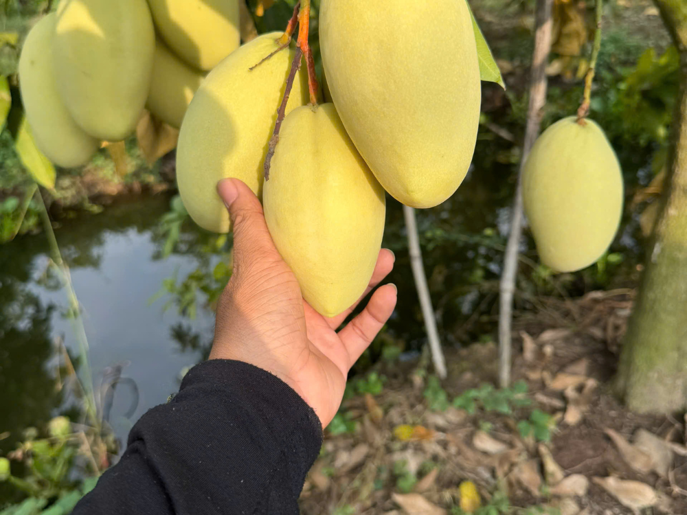 Vì sao nên chọn ăn quả xoài