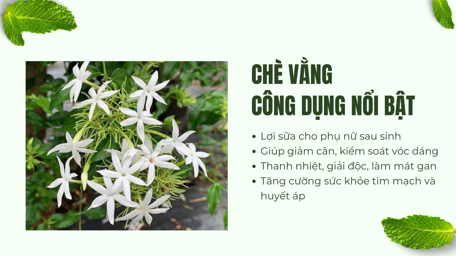 Công dụng nổi bật của chè vằng hòa tan