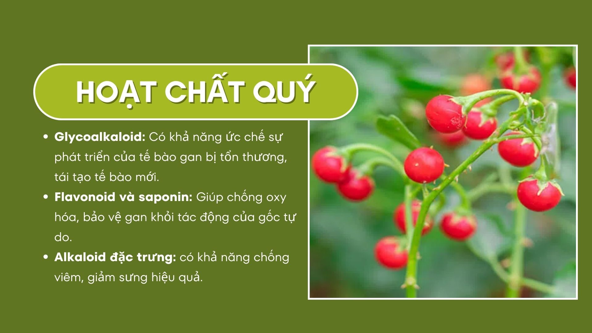 Thành phần hoạt chất quý