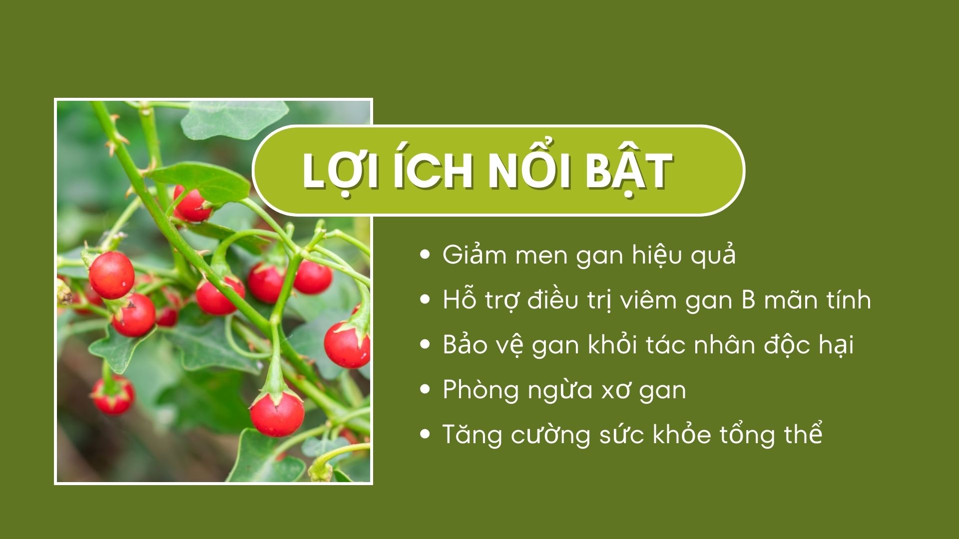 Lợi ích nổi bật khi sử dụng cà gai leo