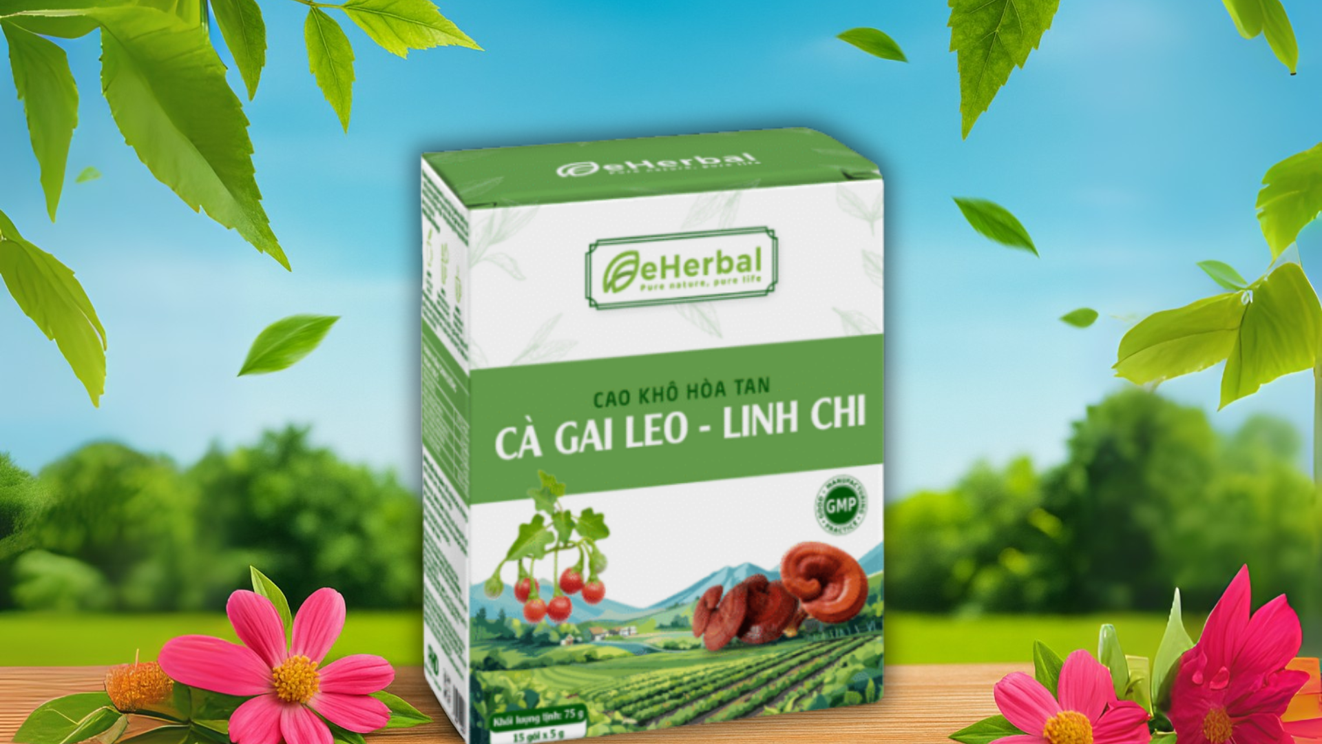 Cách sử dụng cà gai leo hiệu quả