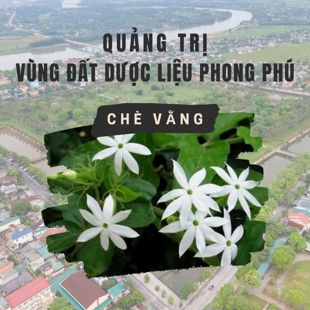 Quảng Trị – Vùng Đất Dược Liệu Phong Phú Và Cái Nôi Của Chè Vằng