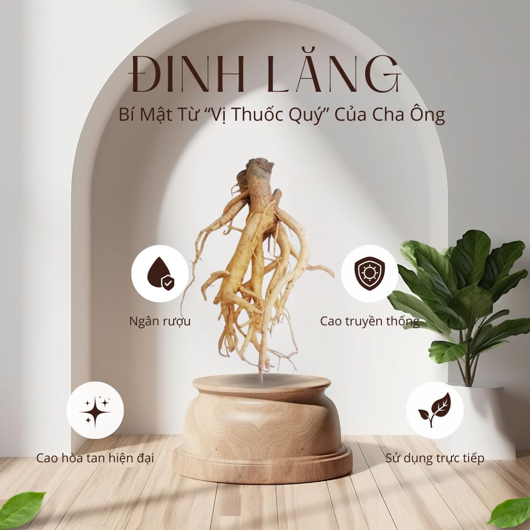 Cây Đinh Lăng Trong Y Học Cổ Truyền: Bí Mật Từ “Vị Thuốc Quý” Của Cha Ông