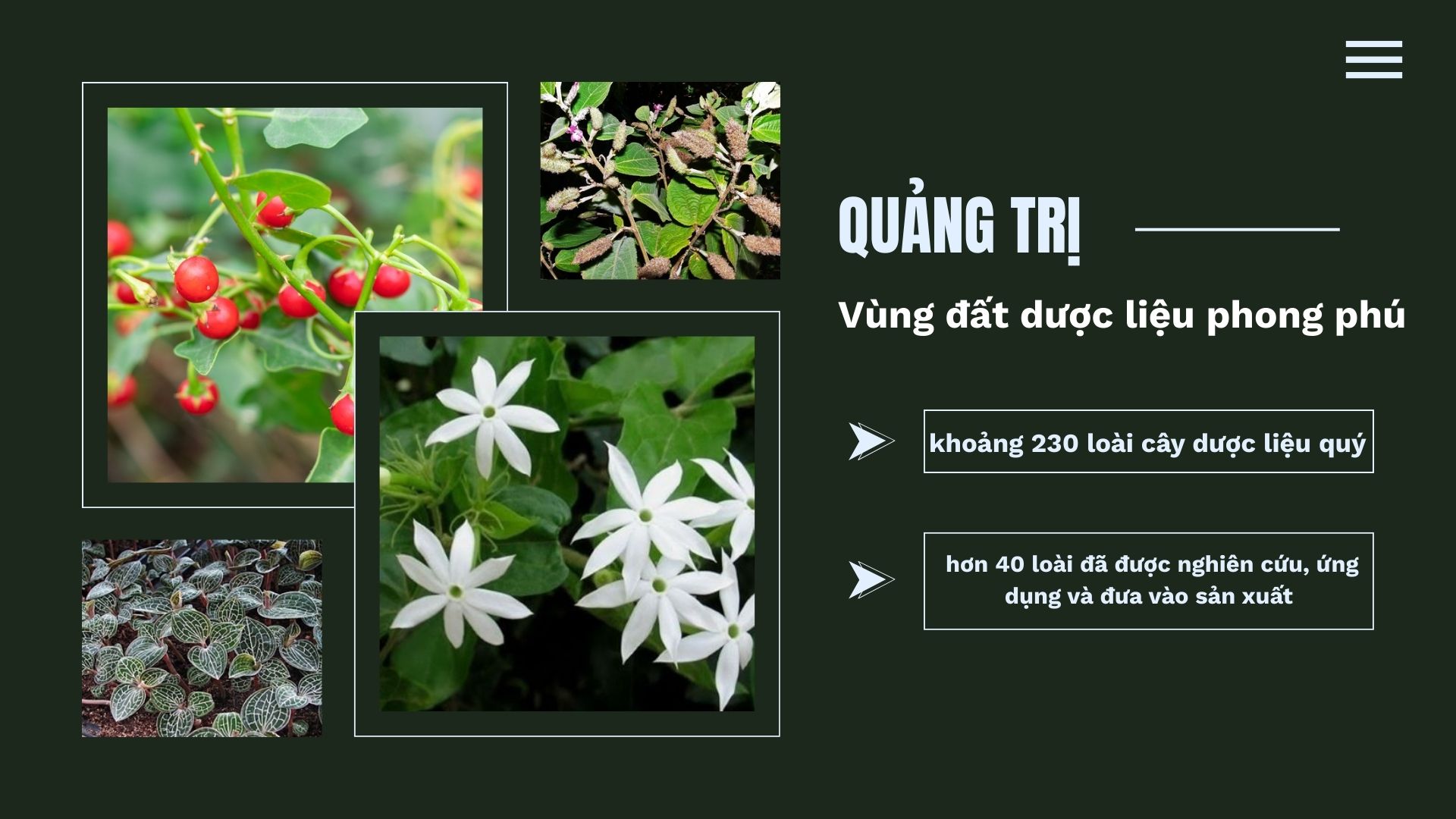 Quảng Trị – Vùng đất dược liệu phong phú và tiềm năng