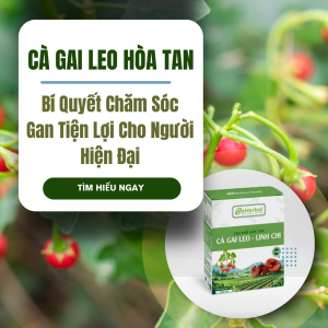 Cà Gai Leo Hòa Tan Là Gì? Bí Quyết Chăm Sóc Gan Tiện Lợi Cho Người Hiện Đại