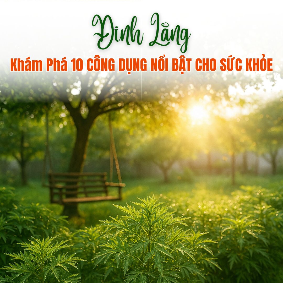 Khám Phá 10 Công Dụng Nổi Bật Của Lá Đinh Lăng Với Sức Khỏe