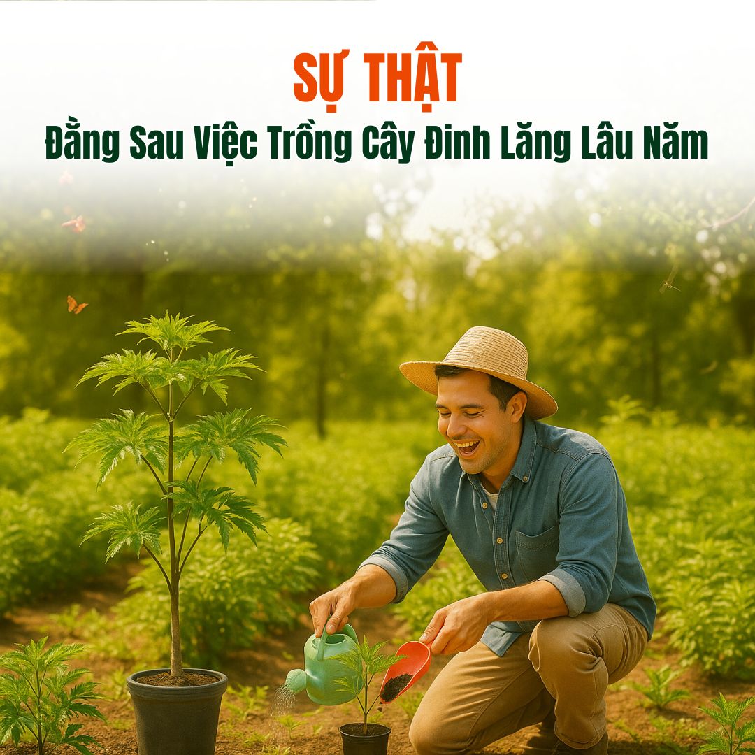Sự Thật Đằng Sau Việc Trồng Cây Đinh Lăng Lâu Năm – Có Tốt Như Bạn Nghĩ?
