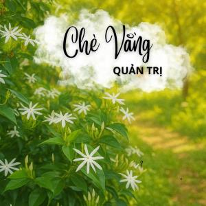 Chè vằng Quảng Trị là gì? Tinh hoa thảo dược trong sản phẩm Gold Herbal