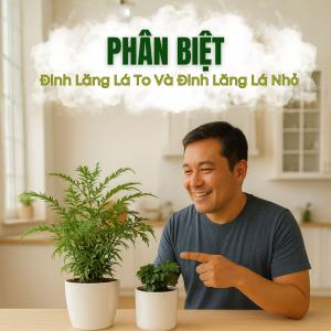Bí Quyết Phân Biệt Cây Đinh Lăng Lá Nhỏ Và Lá To