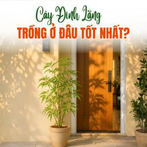 Trồng Cây Đinh Lăng Ở Đâu Tốt Nhất Cho Sức Khỏe Và Tài Lộc?