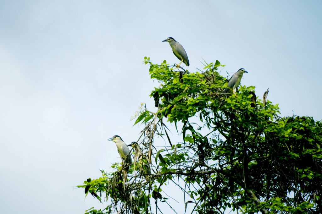 Sân chim Vàm Hồ