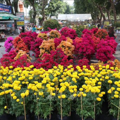 Du Lịch Cao Lãnh Cận Tết – Vẻ Đẹp Nguyên Bản Cuối Năm