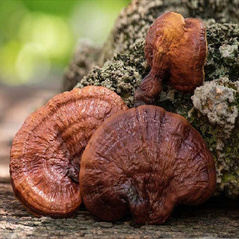 Đặc Điểm Của Nấm Linh Chi? Uống Nấm Linh Chi Nhiều Liệu Có Tốt Không?