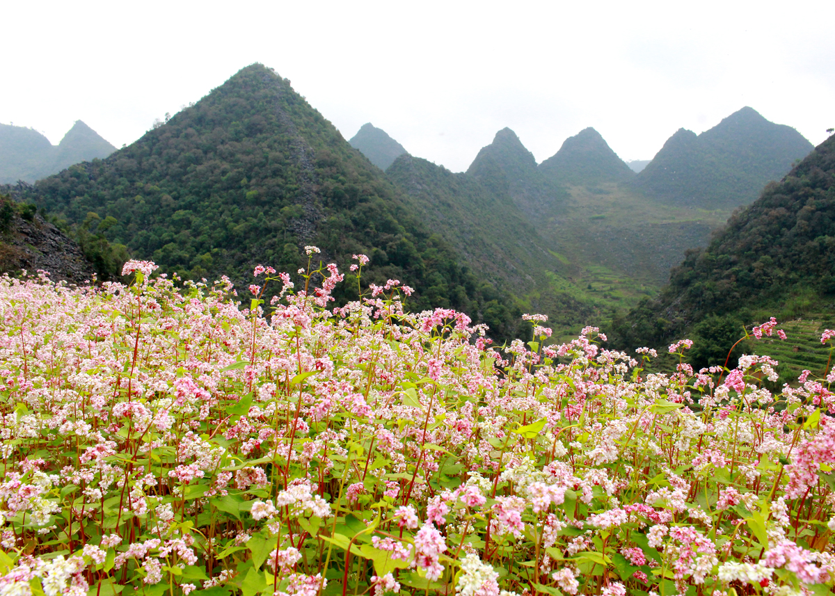 Vẻ đẹp cao nguyên trong mùa hoa nở
