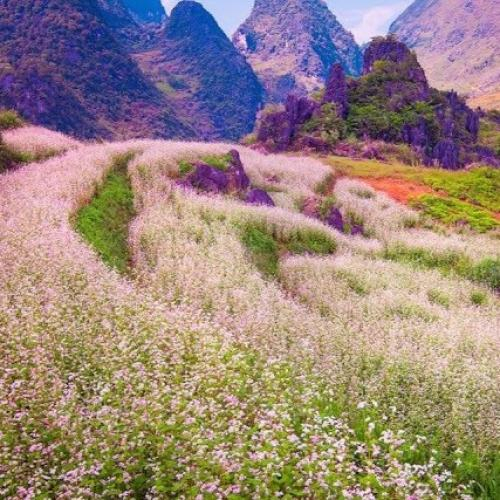 Lễ hội Hoa Tam Giác Mạch