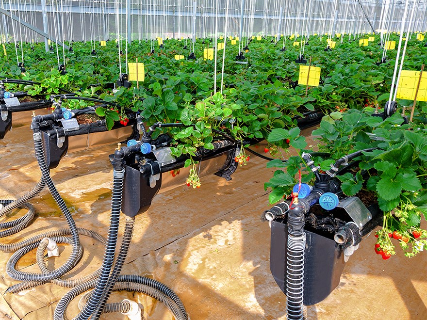 Ngành nông nghiệp và môi trường đã có hơn 1000 máy chủ