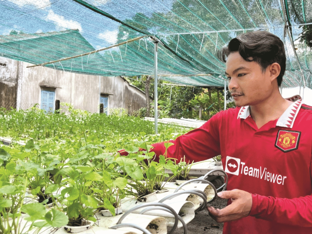 Ứng dụng công nghệ cao: hệ thống thủy canh – aquaponics