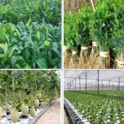 Dự Án: Đầu Tư Trang Trại Trồng Cây Nông Nghiệp Công Nghệ Cao