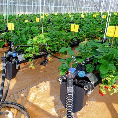 Chuyển Đổi Số Ngành Nông Nghiệp: Ứng Dụng Công Nghệ Chiến Lược Big Data, AI, IoT