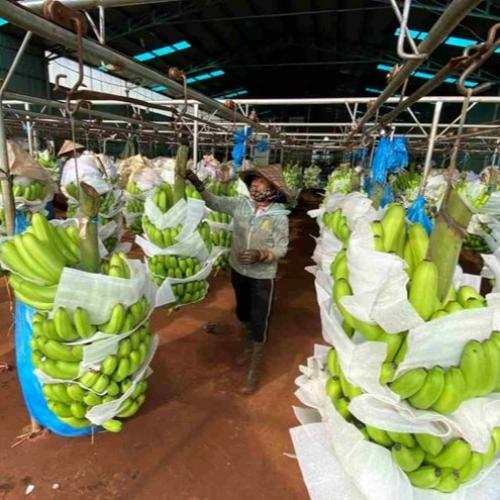 Gia Lai Hút Đầu Tư Nông Nghiệp Công Nghệ Cao