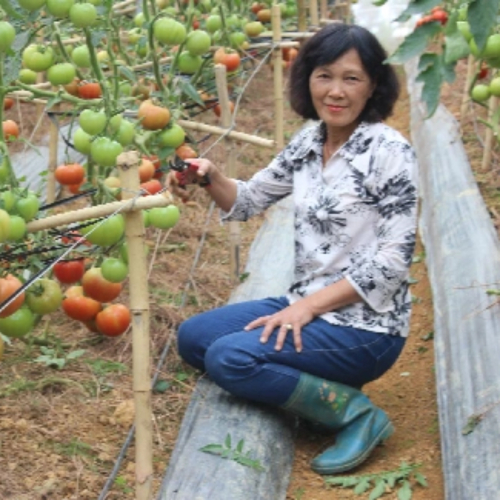 Bà Chủ Vườn Lận Đận Với Cà Chua 1kg Mỗi Trái