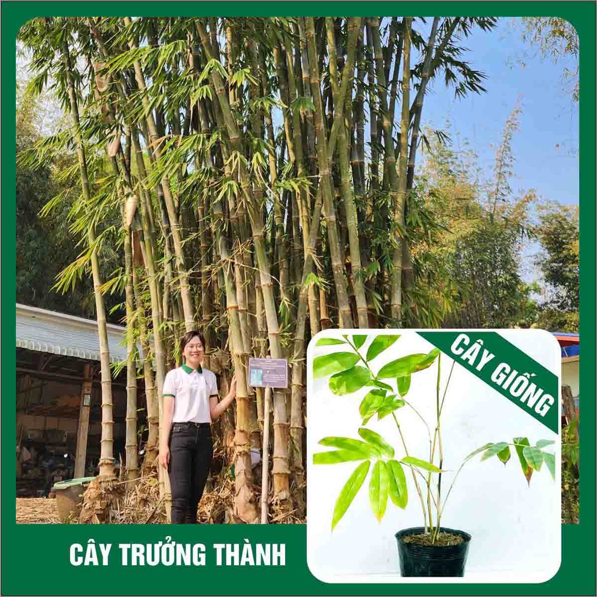 EB02 – Dendrocalamus Asper “Hitung”