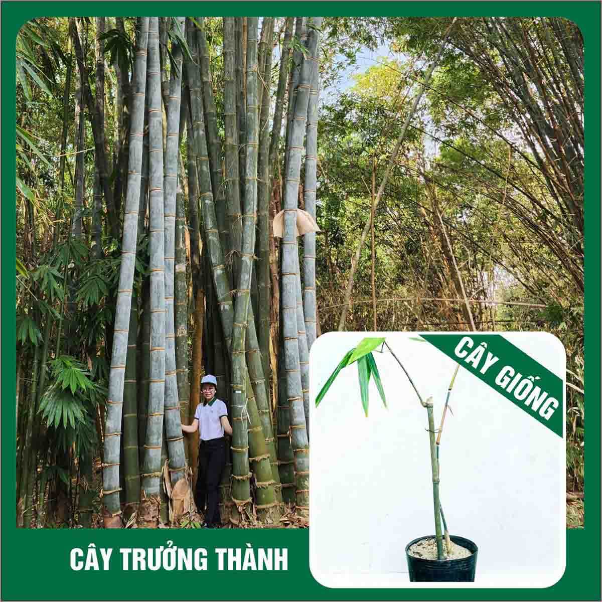 EB01 – Dendrocalamus Giganteus