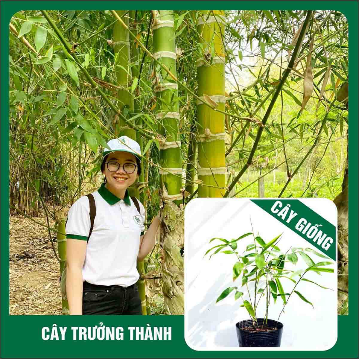 EB03 – Guadua Angustifolia