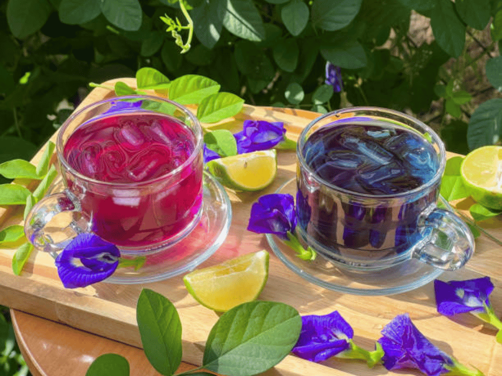 Trà hoa đậu biếc