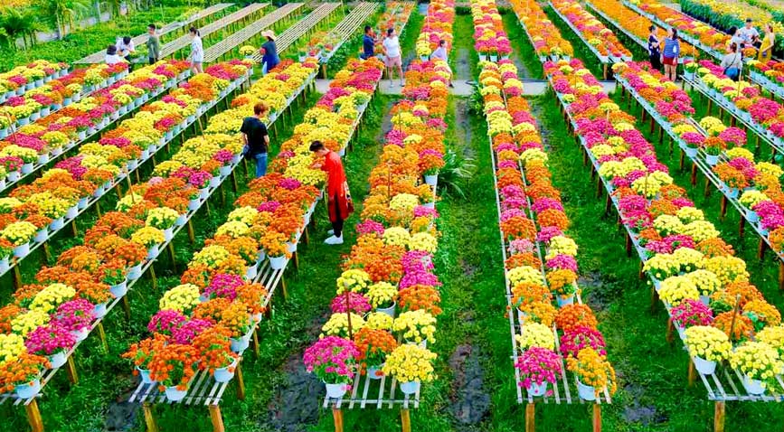 Bứt phá từ nội lực “Thủ phủ hoa miền Tây”