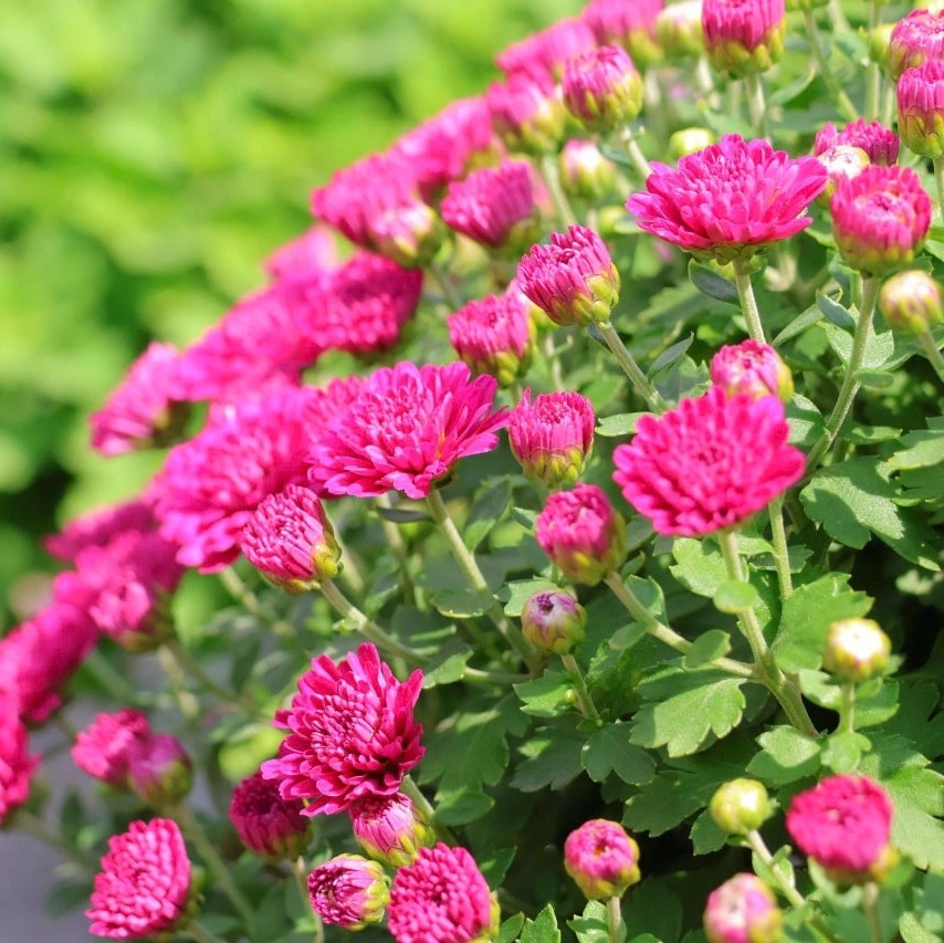 Đánh Thức "Vương Quốc Hoa": Festival Hoa - Kiểng Sa Đéc Lần II Năm 2025 Có Gì Hấp Dẫn ?