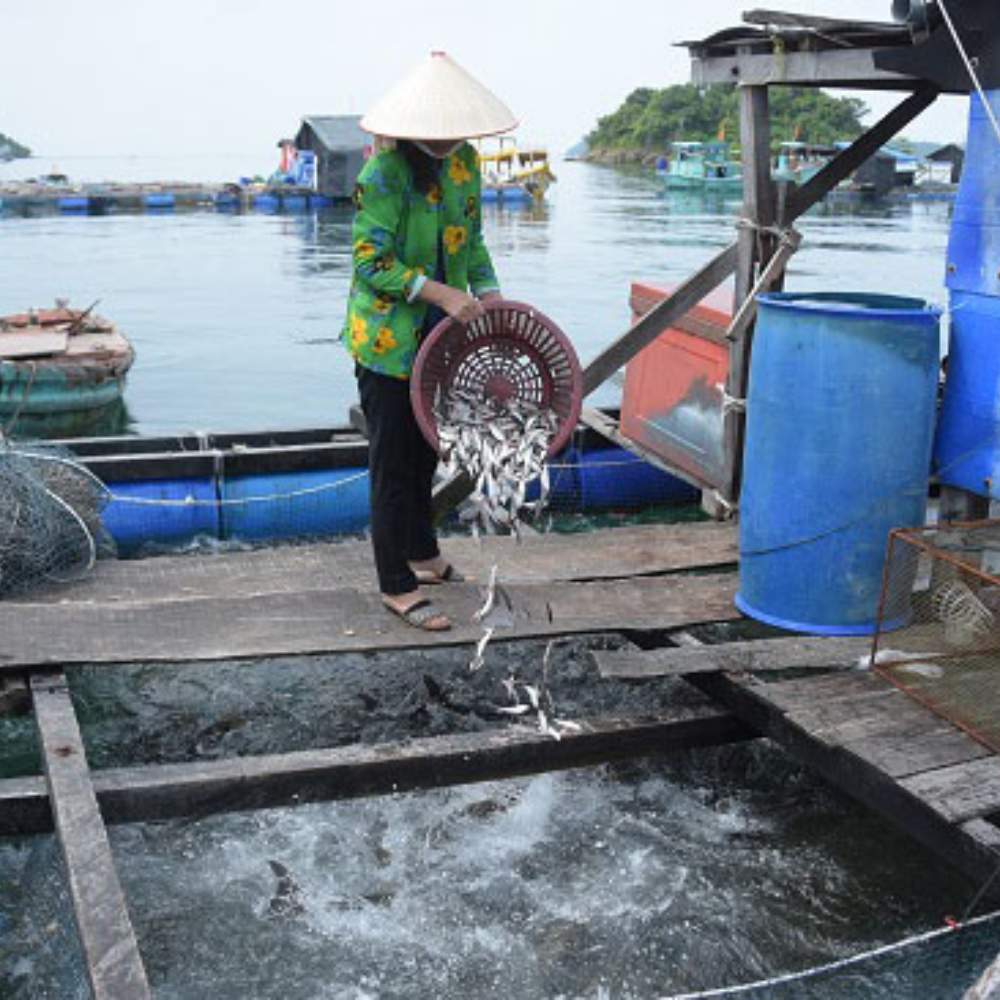 Xã Nam Du Phát Triển Nghề Nuôi Cá Lồng Bè