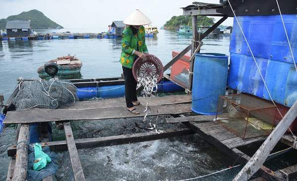 Xã Nam Du phát triển nghề nuôi cá lồng bè