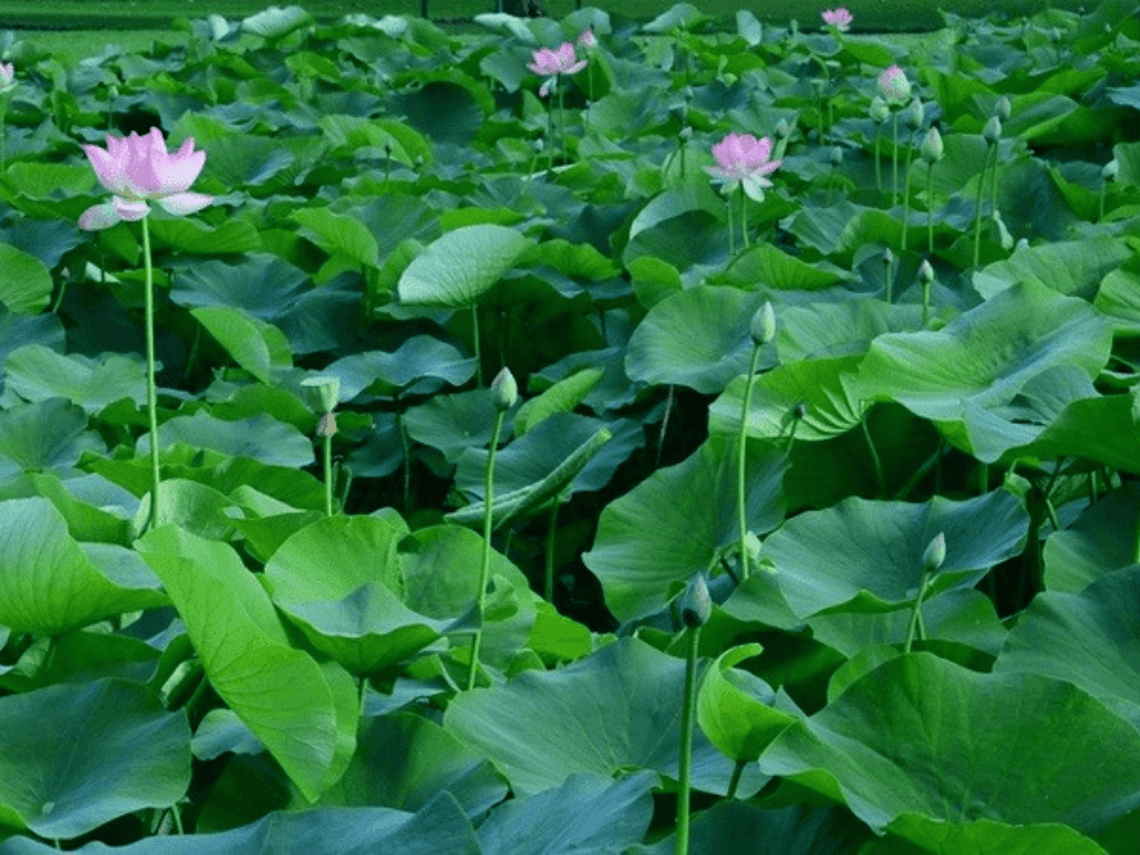 Hương vị độc đáo từ lá sen Đồng Tháp