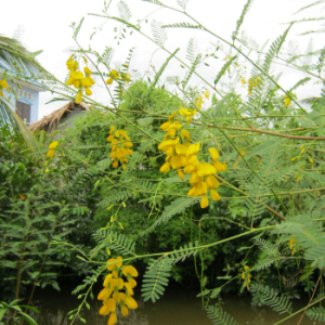 Bông Điên Điển: Sắc Vàng Hoài Niệm và Ký Ức Bếp Miền Tây Xưa