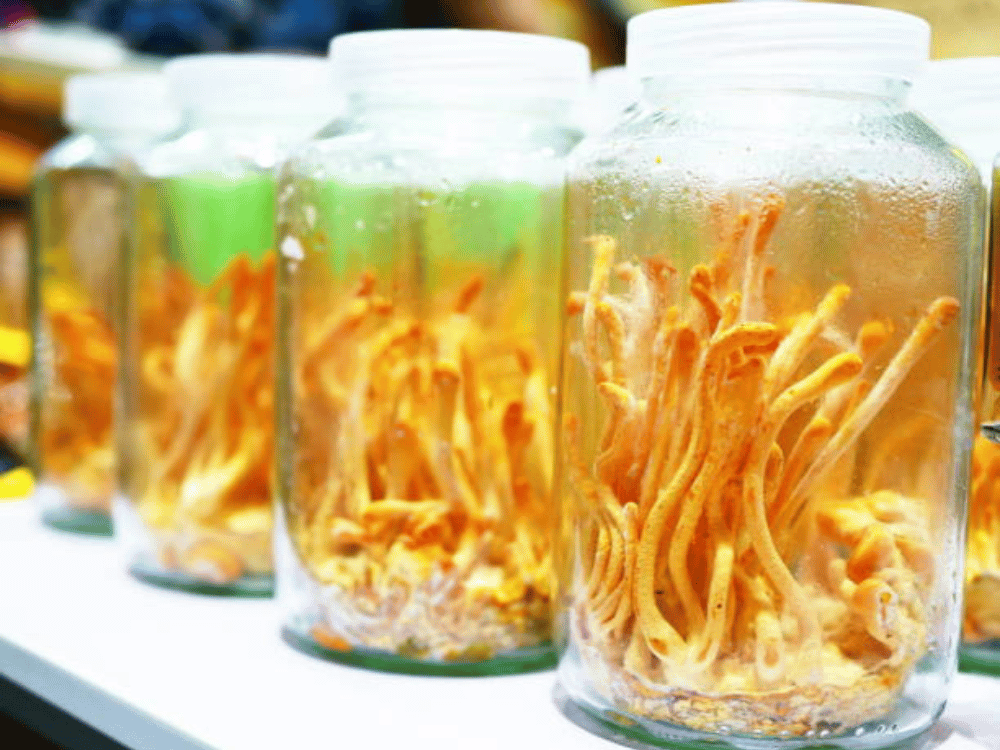 Đông trùng hạ thảo ngâm rượu