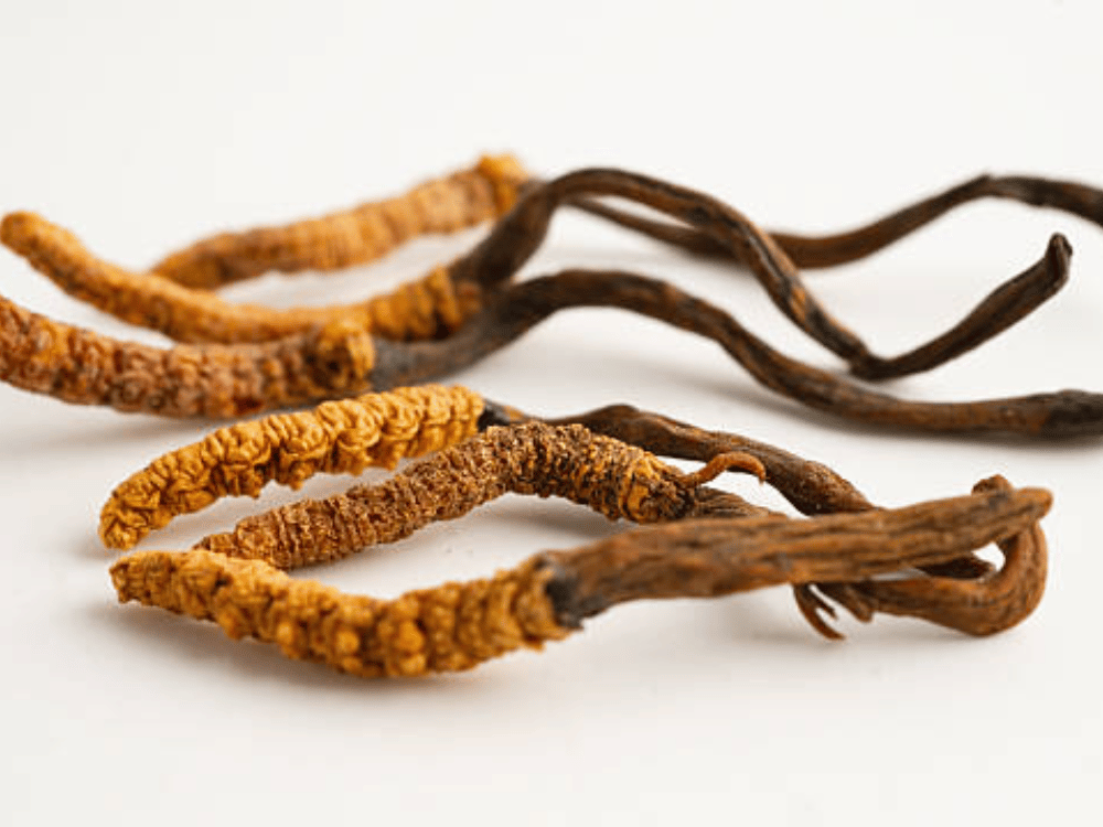 Đông trùng hạ thảo pha mật ong có tác dụng gì?