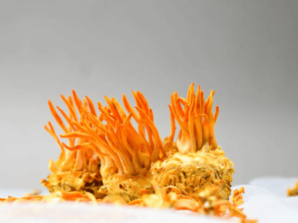 Đông trùng hạ thảo thuốc đông y trị viêm xoang