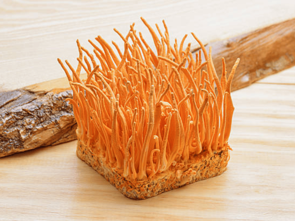 Đông trùng hạ thảo kết hợp mật ong