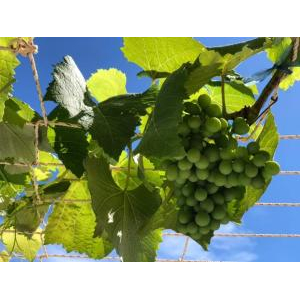 An Nhiên Homestay Hà Tiên