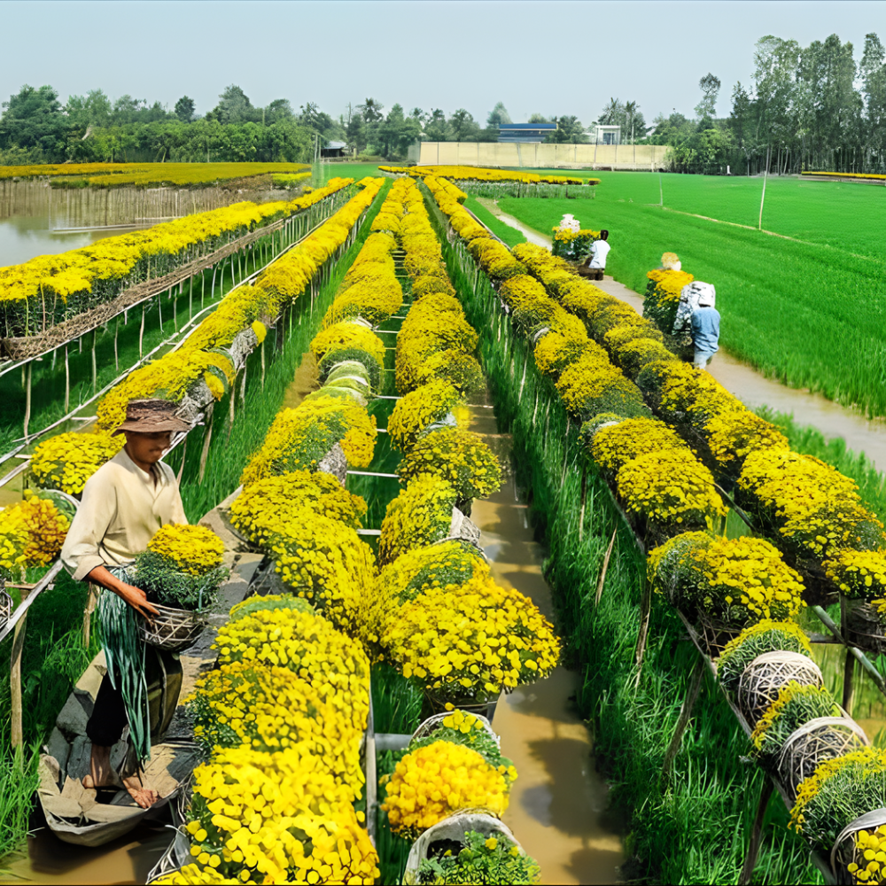 Làng Hoa Sa Đéc Vào Mùa Lễ Hội