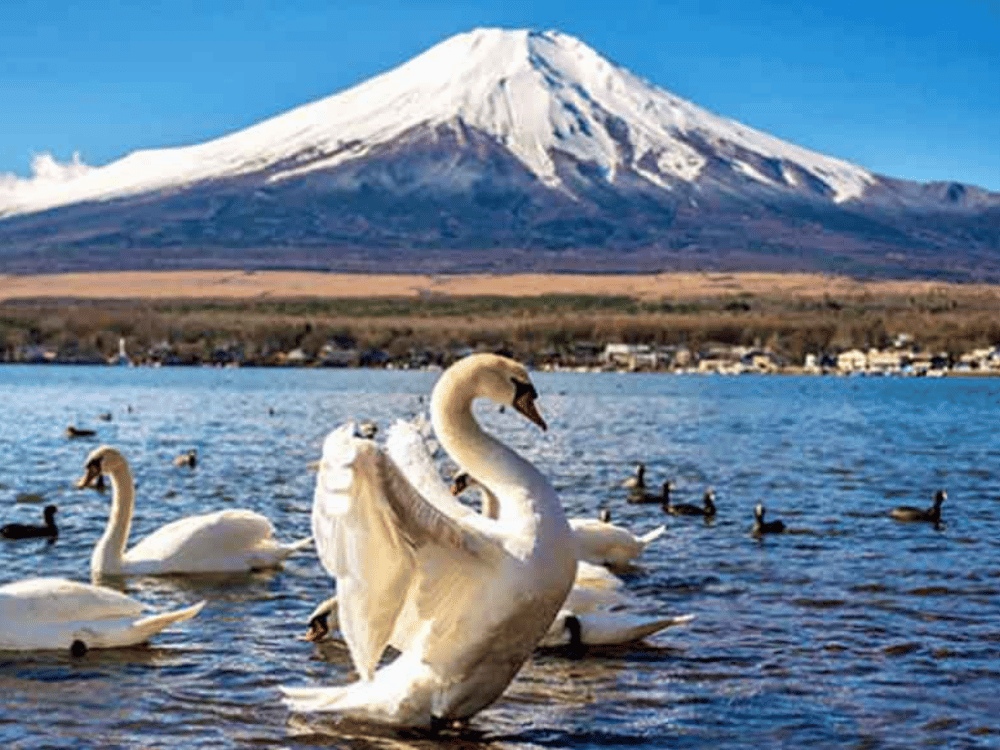 Hồ Yamanaka (tỉnh Yamanashi)