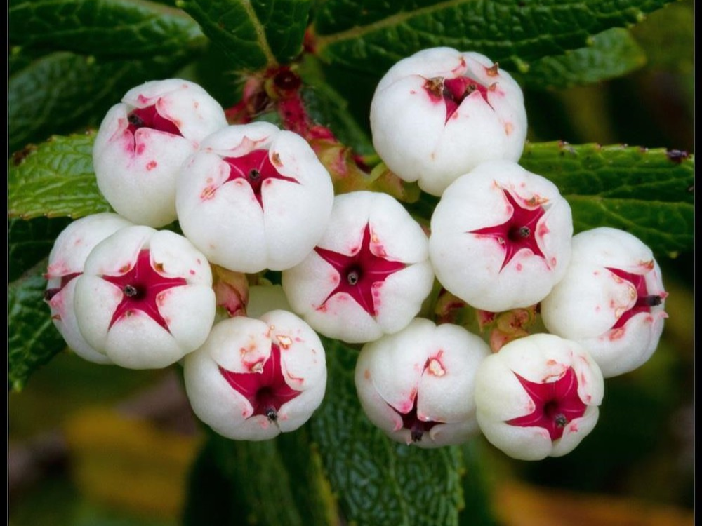 Quả bạch việt quất