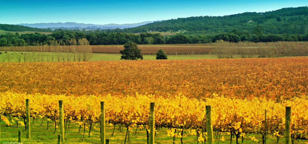 Yarra Valley Wineries