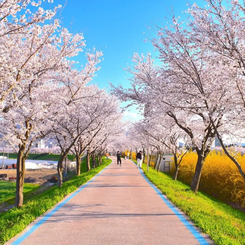 Chạm Tay Vào Ước Mơ Ngắm Hoa Anh Đào, Đơn Giản Với Tour Hàn Quốc 5 Ngày 4 Đêm
