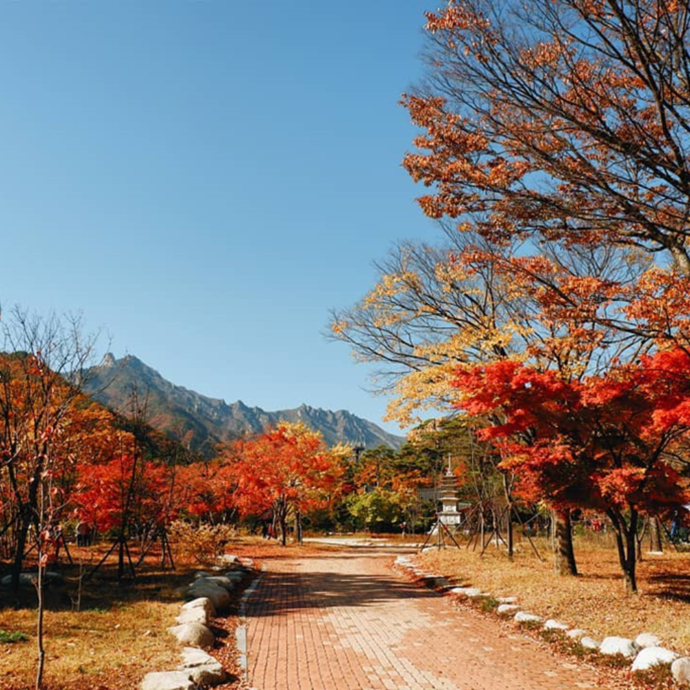 Mãn Nhãn Ngắm Mùa Lá Đỏ Dịp Thu Về Tại Xứ Sở Kim Chi