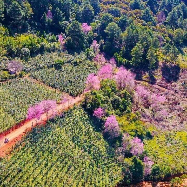 Ngẩn Ngơ Mùa Hoa Mai Anh Đào Đà Lạt