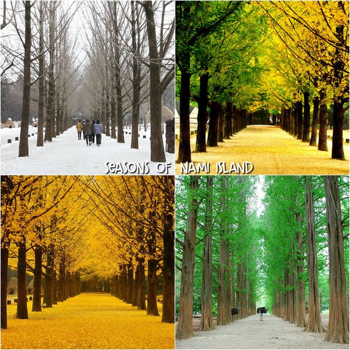 Du Lịch Hàn Quốc Mới : Seoul – Đảo Nami - Everland – Hoàng Cung(4n4đ)