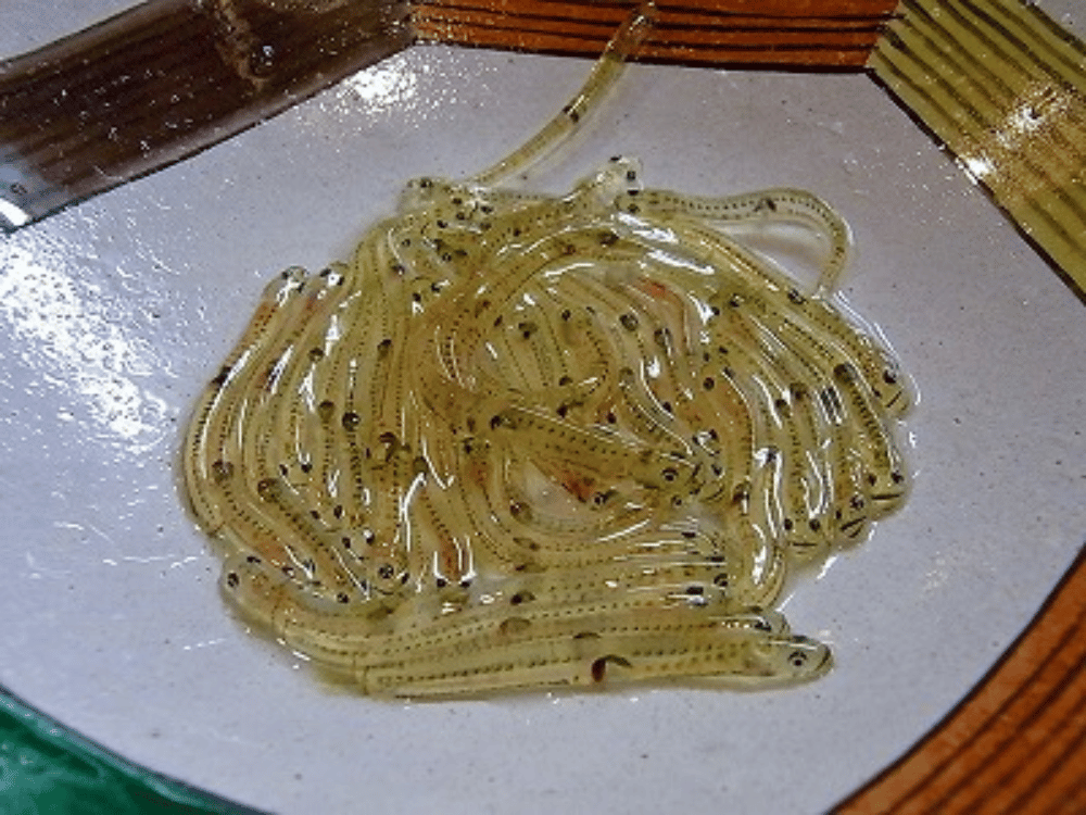 Cá nhảy múa (Shirouo no Odorigui)