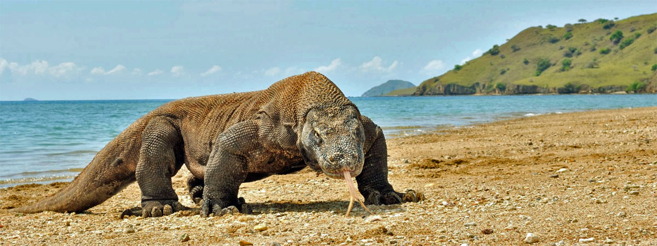 Rồng Komodo trưởng thành dài trung bình 2-3 mét và nặng khoảng 70kg